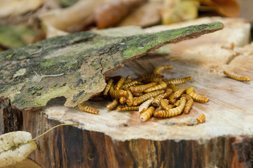 bar à insectes